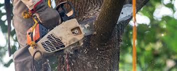 Best Tree Preservation Services  in Fayetteville, TN