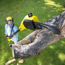 Best Tree Removal  in Fayetteville, TN