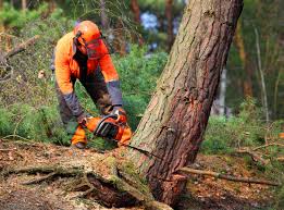 Best Leaf Removal  in Fayetteville, TN