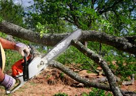 Best Leaf Removal  in Fayetteville, TN