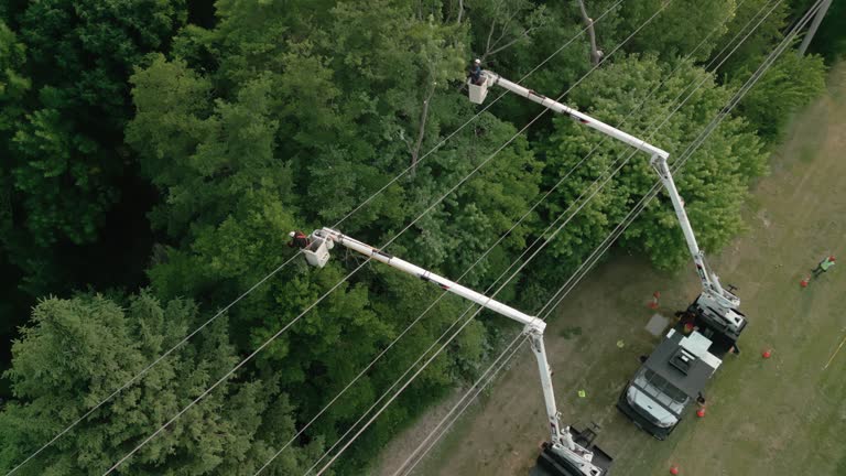 Best Fruit Tree Pruning  in Fayetteville, TN