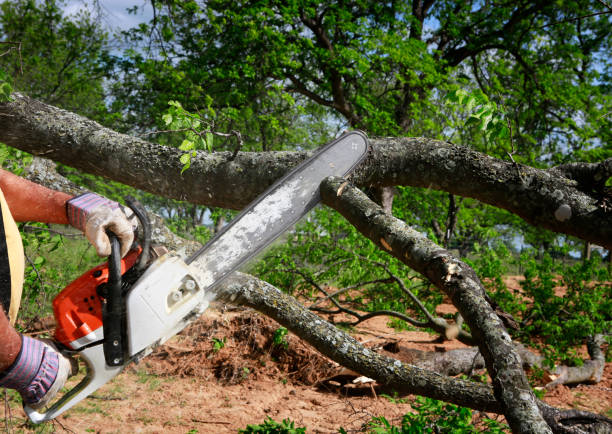 Best Emergency Tree Removal  in Fayetteville, TN